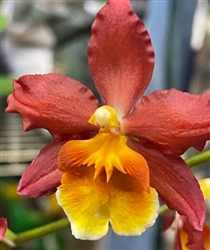 Oncidium Fire Cat 'King Snake'