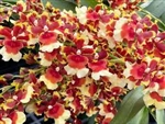 Oncidopsis Goldfire 'MAC126'