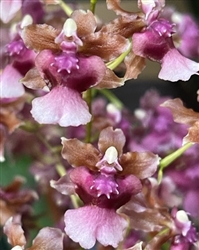 Oncidium Hawaiian Sunset