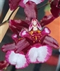 Oncidium Jairak Fragrance 'Bordeaux'