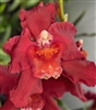 Oncostele Red Silk 'HOF'