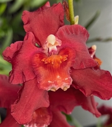 Oncostele Red Silk 'HOF'