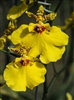 Oncidium Sweet Sugar