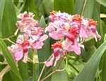 Oncidium Twinkle