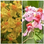 Oncidium Twinkle