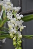 Aerides odorata v. alba