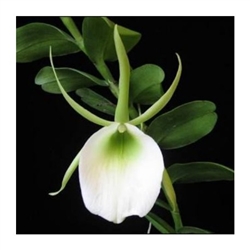 Angraecum infundibulare