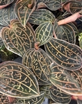 Anoectochilus chapaensis (Golden Jewel Orchid)