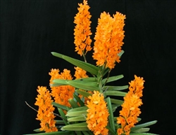 Ascocentrum miniatum