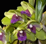 Bifrenaria inodora