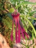 Bulbophyllum habrotinum