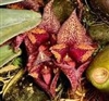 Bulbophyllum macrobulbon