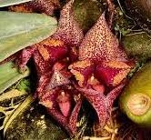 Bulbophyllum macrobulbon