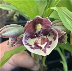 Catasetum expansum '#2' x Melana Davison 'Bombshell'