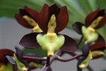 Catasetum tenebrosum