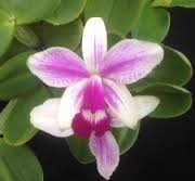 Cattleya violacea var. semi-alba ('Red Berry Creme' 4N x 'Strawberry Snowball')