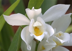 Coelogyne mooreana 'Brockhurst' FCC/RHS x alba