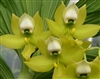 Cycnoches chlorochilon 'Giant Swan'