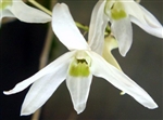 Dendrobium okinawense