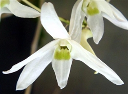 Dendrobium okinawense