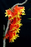 Dendrobium chrysopterum