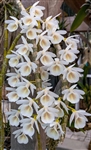 Dendrobium cretaceum