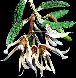 Dendrobium cucumerina