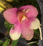 Dendrobium cuthbertsonii 'Pink Giant' HCC/AOS x bicolor