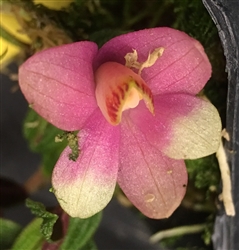 Dendrobium cuthbertsonii 'Pink Giant' HCC/AOS x bicolor