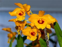 Dendrobium denneanum