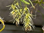 Dendrobium denudans
