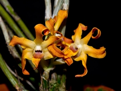 Dendrobium fanjingshanense