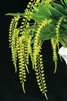 Dendrochilum formosanum