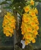 Dendrobium guiberti