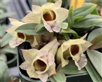 Dendrobium hekouense