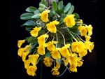 Dendrobium jenkinsii