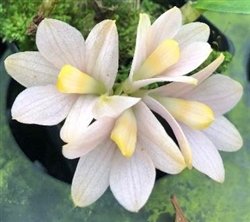 Dendrobium laevifolium aureum