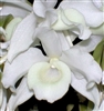 Dendrobium nobile v. alba