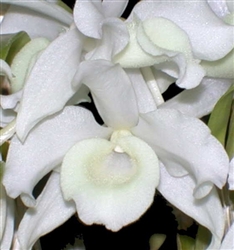 Dendrobium nobile v. alba