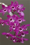 Dendrobium parishii v. rubra
