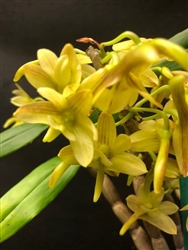 Dendrobium serratilabium