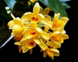 Dendrobium sulcatum