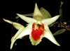 Dendrobium suzukii