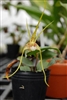 Dendrobium tetragonum species