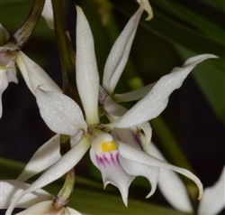 Encyclia abbreviata 'Quincy'