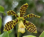 Encyclia boothiana