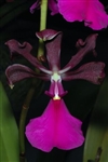 Encyclia cordigera v. roseum