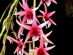 Dendrobium treacherianum