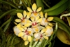 Gastrochilus japonicus