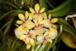 Gastrochilus japonicus